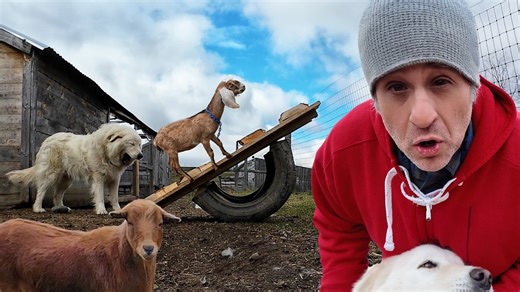 DIY playground equipment entertains goats in rural yard