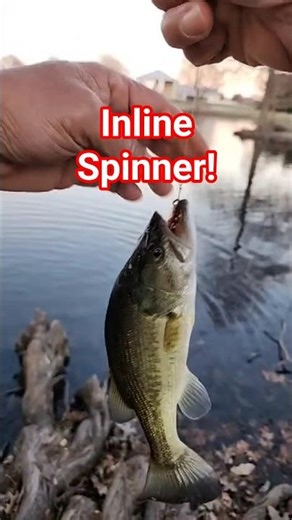 Bass LOVE the Copper Mepps Aglia!