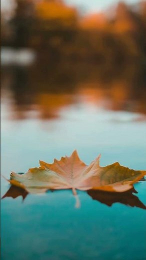 Autumn Leaf on Water 4K Dolby Vision – Calm Nature & Relaxing Lake Scene