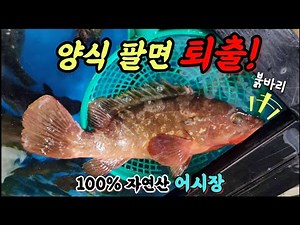 ♧나로도항 양식어종을 판매할수 없는 어시장! '100%자연산' 나로도 수산시장~ 시세정보