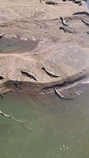 crocodile bridge costa rica