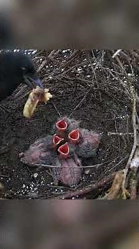 Survival of the Smartest: The 90-Day Journey of the Eurasian Magpie | Fortress Nesting Strategy