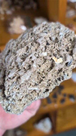 big chunk of matrix found on the beach with fossilized shells