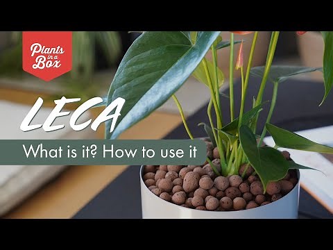 What's LECA? and how to use it!