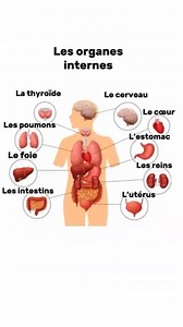 14K views · 282 reactions | Les organes internes. #French_avec_mme #français #vocabulaire #learnfrench | French Avec Mme | Facebook