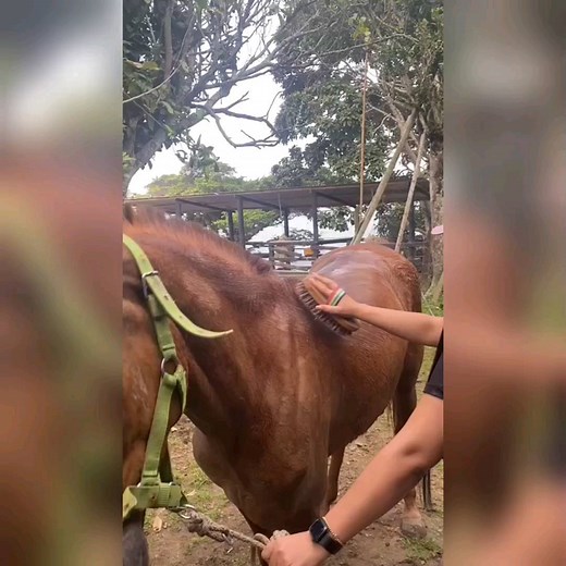 Jenny Contreras 🌸 on Instagram: "🐎😍"