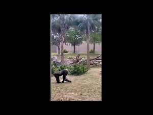 Gorilla seen walking like a human in wild video