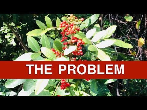The WORST plant for Florida | Brazilian Pepper Tree