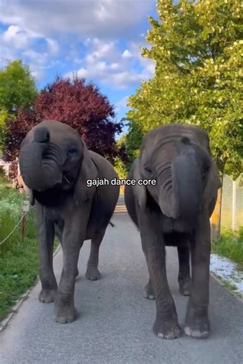 Serba Core on TikTok