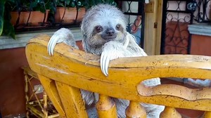 Sloths May Be Slow, But They're Not Stupid