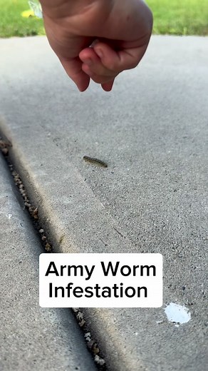 How to get rid of ARMY WORMS naturally! #chickens #backyardchickens #worms #infestation