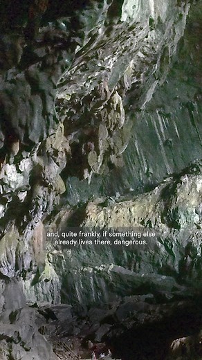 Get ready to rethink the word "caveman"! Dive into the lives of our ancient ancestors—who, spoiler alert, probably didn't live in caves. Learn more in Early Humans: Ice, Stone, and Survival. https://www.wondrium.com/early-humans-ice-stone-and-survival | The Great Courses