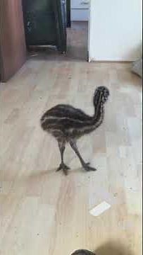 Baby Emu dancing