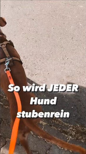 So wird JEDER Hund stubenrein