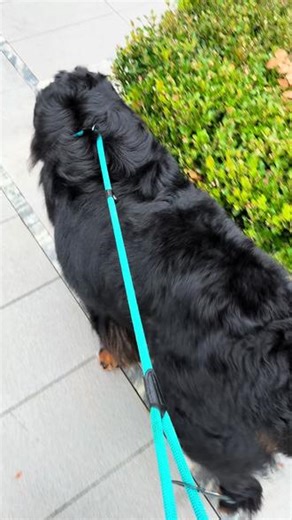 当你上班要迟到了 狗还没拉 急疯了~