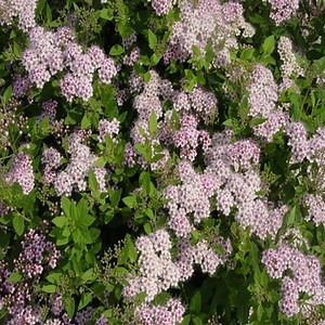 Little Princess Spirea