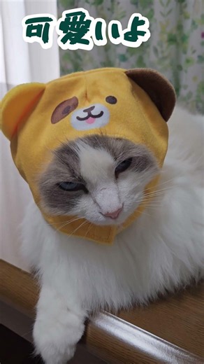 【可愛いね～】#ラグドール #cat #kitten