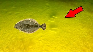 17M views · 30K reactions | Using the worlds brightest light to get fish at night | AnglerUp with Brant | Facebook