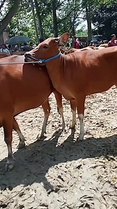 22K views · 331 reactions | Sapi cantik ‼️Mai anak | Arh Channel | Facebook