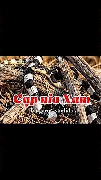 Series về loài rắn. Phần 4: Rắn cạp nia Nam - Bungarus candidus