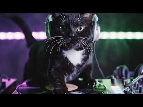 Midnight Mixer: Cat Drops Acid-House Beat #CatsDJ #AcidHouse #VinylCat