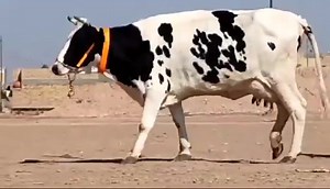 8.1K views · 163 reactions | #انباعط جر هولشتاين ام ثاني بطن متعهده كافه شروط الجني صاحبه ماعون وشطر خير من الله بجر عملاقه خشانيه ضخامه فول وراهه بجرهولشتاين خط اول دابه فول مواصفات المكان: السماوه الرم#$#$#$$$$$$$$$$ بي واتساب #سوق_المواشي_في_العراق | سوق المواشي في العراق | Facebook