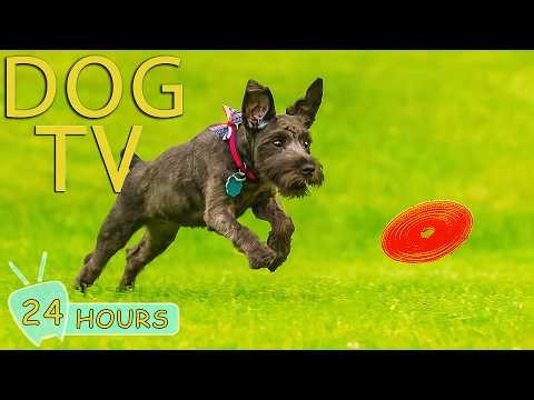 DOG TV 24/7: Videos Entertain for Dogs Anxiety and Stop Boredom All Day Home Alone - Music for Dogs