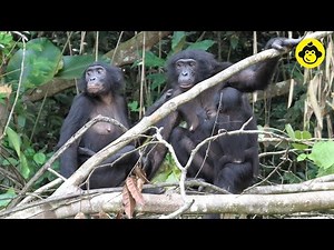 Grooming behaviors among female bonobos!【Observations of Bonobos #154】