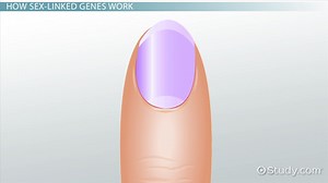 Sex-Linked Traits on the X and Y Chromosomes - Video | Study.com