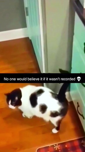 cats fart#funnycats #funnyanimals #petvideos #cat #catsoftiktok #fyp #usa #longervideos