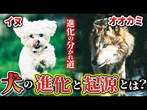 【ゆっくり解説】犬と狼の分かれ道 イヌはどうやって進化してきたのか？