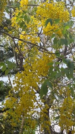Golden shower tree in full bloom #summer #flowers