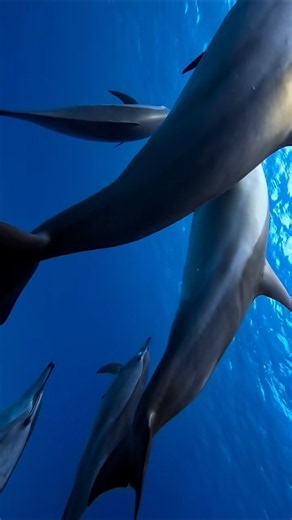 Beautiful Dolphins Swimming in the Deep Blue Sea! #viral #ocean #shortvideo #dolphin #underwater