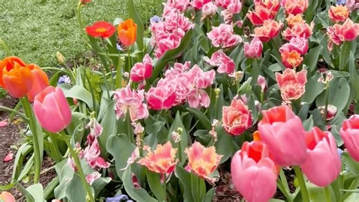 Spring is in full bloom at Utah’s magical Thanksgiving Point Tulip Festival