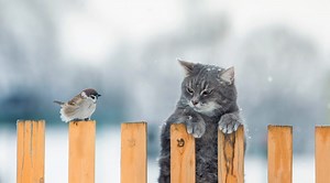 Cat climbs tree to take advantage of wild bird — and vice versa, in unlikely "win-win" friendship (video)