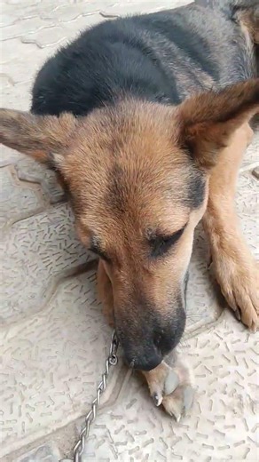 🐕‍🦺💯💯dog Interview