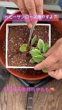 ベビーサンローズの植え方増やし方#多肉生産者修行中#多肉初心者 #ベビーサンローズ