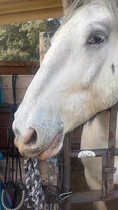 Mona Lisa’s derp face 😂 #noriker #mysticroserealms #drafthorse #horsesmile | Mystic Rose Realms