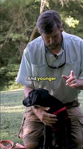 Harness vs. Collar: Which is better for your puppy?