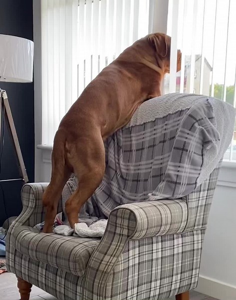 #trending#goviral #funny #doguedebordeaux#dogsofttiktok
