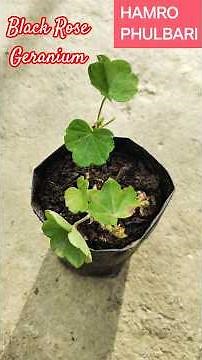 How to Propagate Black Rose Geranium from Cuttings and Get Roots in Just 1 Month! #shorts