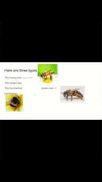Why are bees so important? then this is the exact video you need!