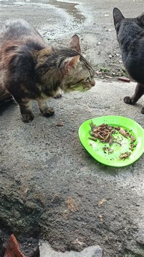 Hungry Angora Cat Eats on the Street 😢 | So Touching & Heartbreaking-#cats #CatLovers #ViralCat