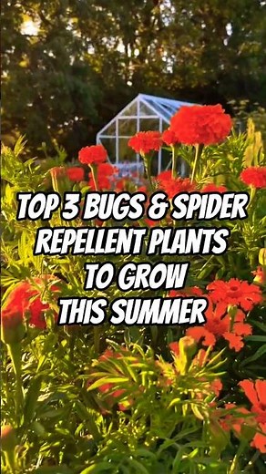 3 Plants That Can Naturally Repel Flies & Spiders From Your Kitchen | Plants To Grow In 2026 🌱❤