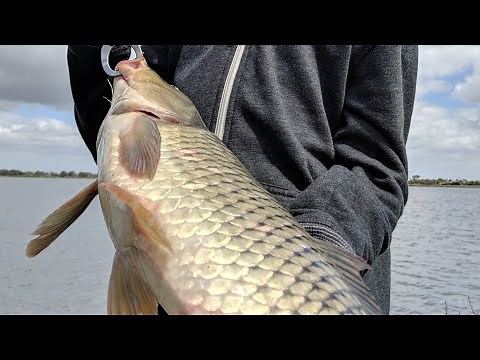 The TRUTH about eating CARP