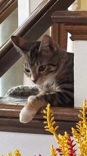 Kissimee is a pretty little Torbie (tortie tabby mix) and has all the classic characteristics of a tabby; sweet affectionate, playful, friendly, curious, intelligent and beautiful! She is playful little thing that loves to chase laser pointers, climb cat trees and run thru mesh tunnels. She is a confident kitty and craves human contact. She is one that will jump in your lap the minute it is available. She will definitely be a couch potato with you. She has very quick reflexes and usually wins ev