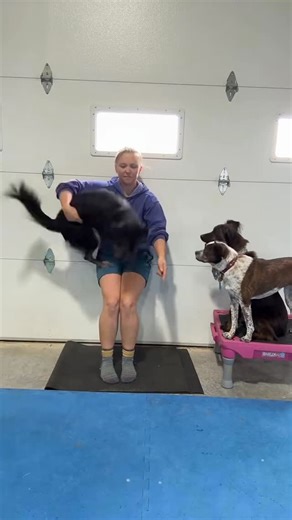 Hope + 14 dogs on Instagram: "Do you teach this differently than me? Let me know if you have questions! #trickdog #tricktraining #dogtricks #dogtraining #trickdogs"