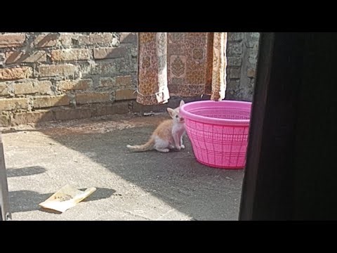 main sama anak b4g0nk