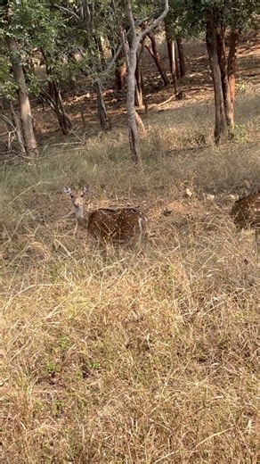 INDIAN SPOTTED DEER / CHITAL / HARAN