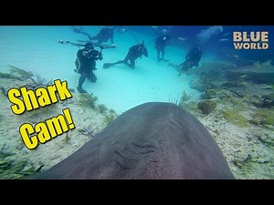 Camera On A Tiger Shark! | JONATHAN BIRD'S BLUE WORLD